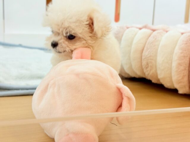 チワマル（マルチワ）