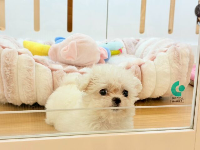 チワマル（マルチワ）