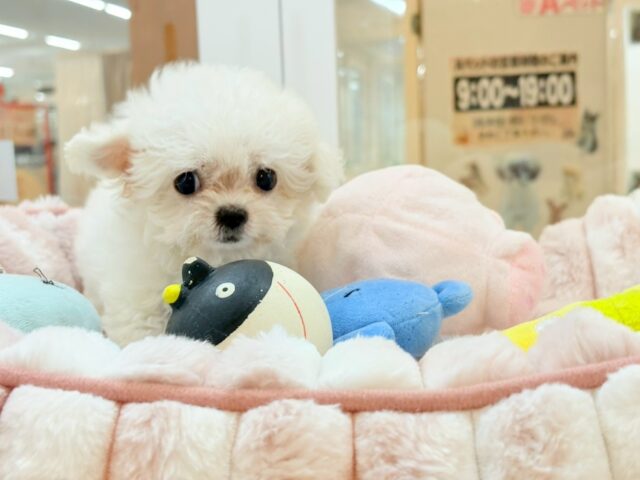 チワマル（マルチワ）