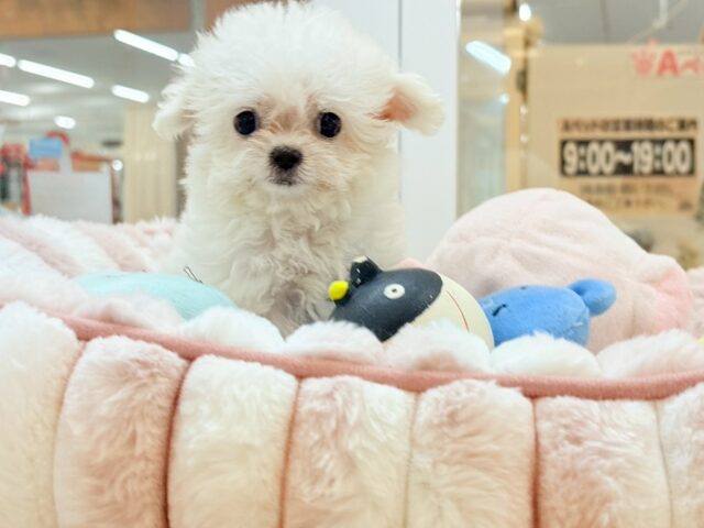 チワマル（マルチワ）