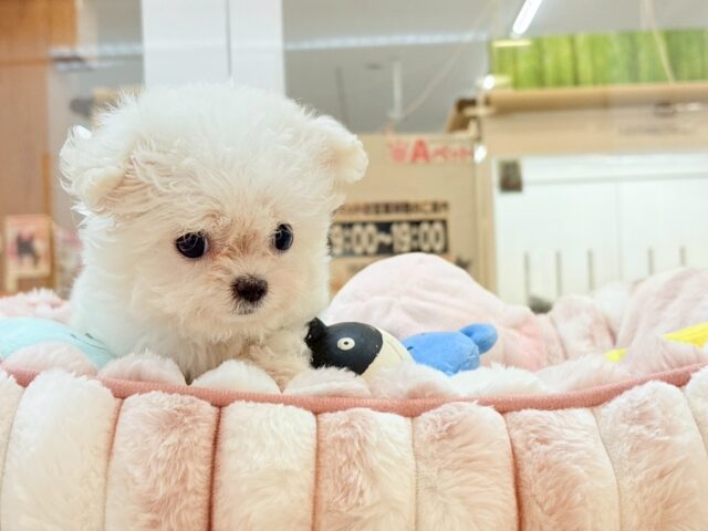 チワマル（マルチワ）