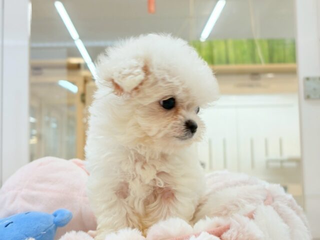 チワマル（マルチワ）