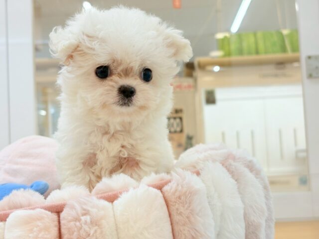 チワマル（マルチワ）