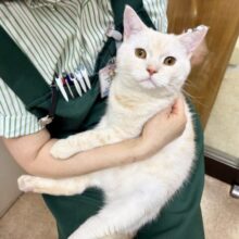 最新画像📸動画あり🎥マンチカン（クリームタビー＆ホワイト）男の子♫めちゃめちゃビビリ💦だけど…甘えんぼ〜💕