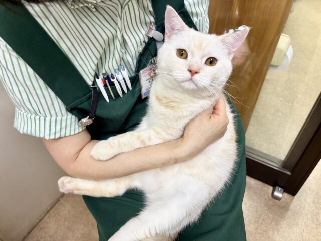 最新画像📸動画あり🎥マンチカン（クリームタビー＆ホワイト）男の子♫めちゃめちゃビビリ💦だけど…甘えんぼ〜💕