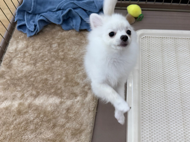 ポメチー（ポメチワ）