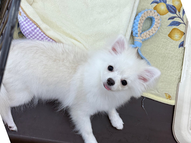 ポメチー（ポメチワ）