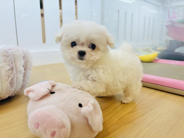 チワマル（マルチワ）