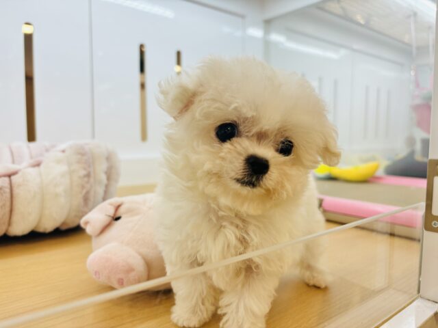 チワマル（マルチワ）