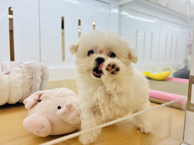 チワマル（マルチワ）