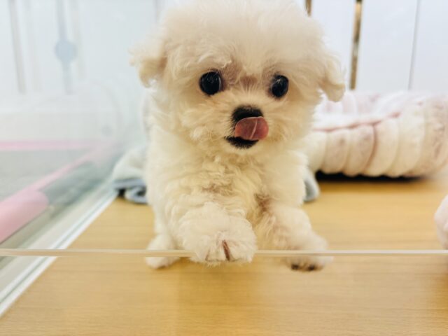 チワマル（マルチワ）