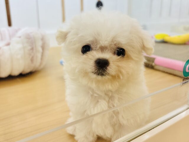 僕の可愛さで骨抜きにしちゃうゾ♡ミックス犬くん(チワワ×マルチーズ)