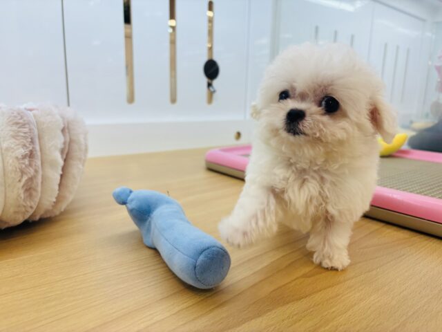 チワマル（マルチワ）