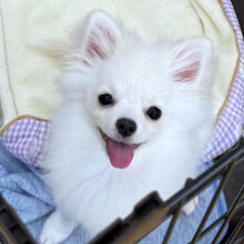 人も犬も大好きだよ💛少しビビり君な甘え上手なハーフ犬(ポメラニアン✖️チワワ)の男のコです💗