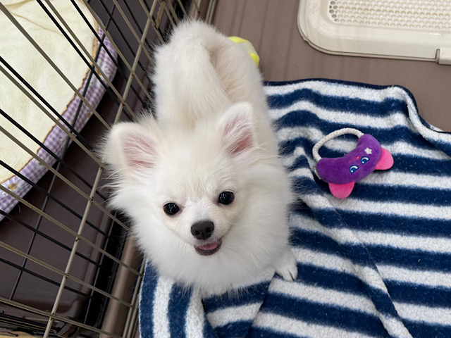 ポメチー（ポメチワ）