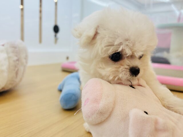 チワマル（マルチワ）