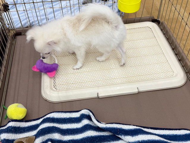 ポメチー（ポメチワ）