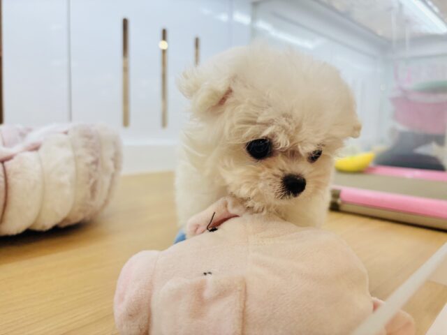 チワマル（マルチワ）