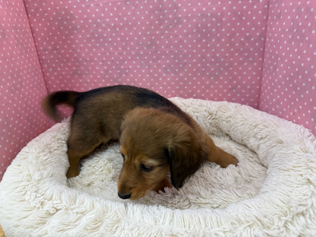 ミニチュアダックス