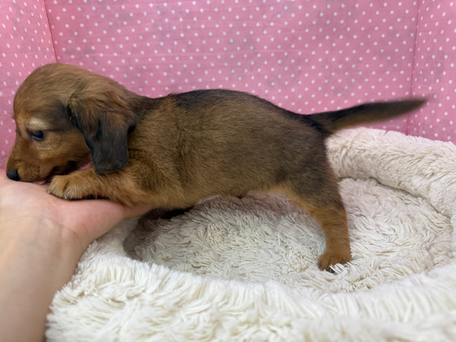 ミニチュアダックス