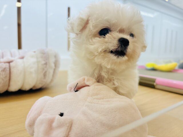 チワマル（マルチワ）