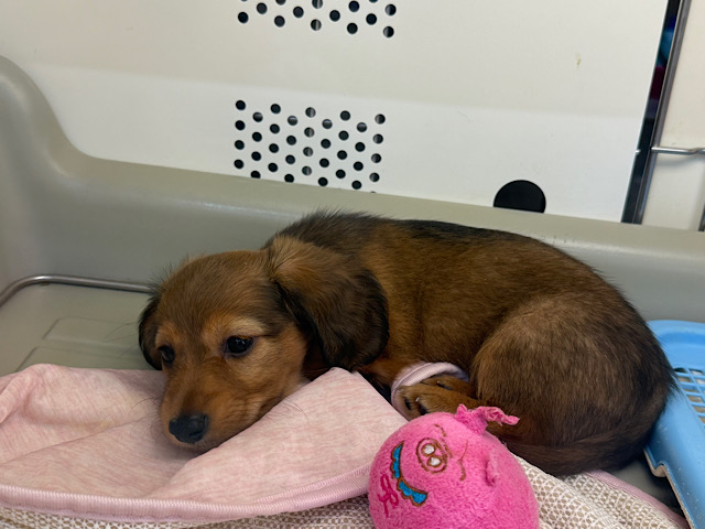 愛嬌たっぷりムチコロBODY🩷タレ目ちゃんなミニチュアダックスの女のコきました✨ ミニチュアダックス