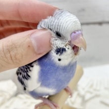 【⭐️最新画像アリ⭐️】セキセイインコ（ブルーパイド）　青と白の人気カラー！