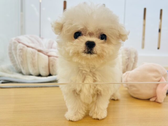 チワマル（マルチワ）