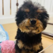 ボクの耳は長らく家出中！？ミックス犬くん(トイプードル×チワワ)