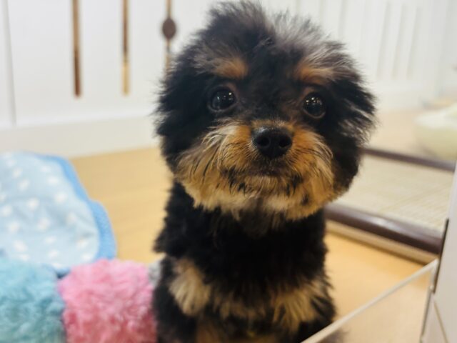ボクの耳は長らく家出中！？ミックス犬くん(トイプードル×チワワ)