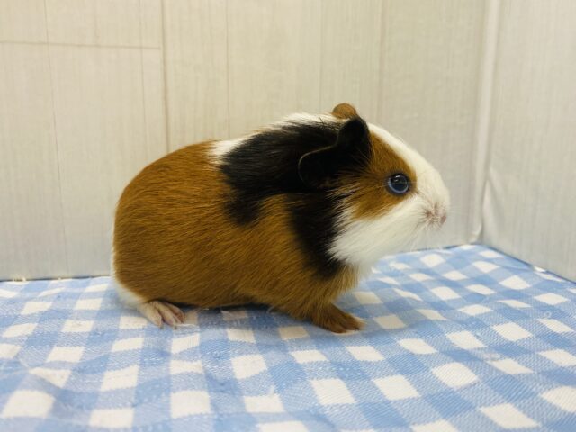 イングリッシュモルモット