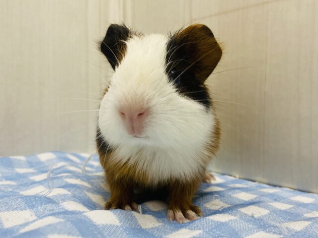 イングリッシュモルモット