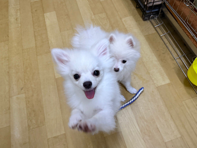 ポメチー（ポメチワ）