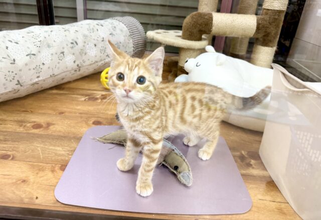 最新画像!ジェネッタ(レッド)男の子♫野生感たっぷり! ジェネッタ