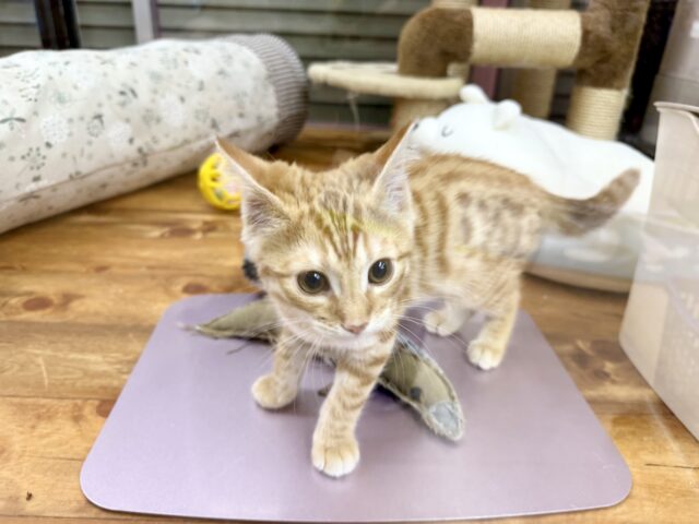 最新画像!ジェネッタ(レッド)男の子♫野生感たっぷり! ジェネッタ