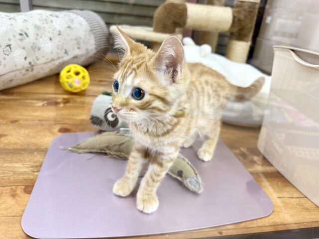 最新画像!ジェネッタ(レッド)男の子♫野生感たっぷり! ジェネッタ