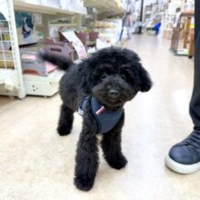 最新画像！トイプードル（ブラック）男の子♪真っ黒なこぐまさん🐻