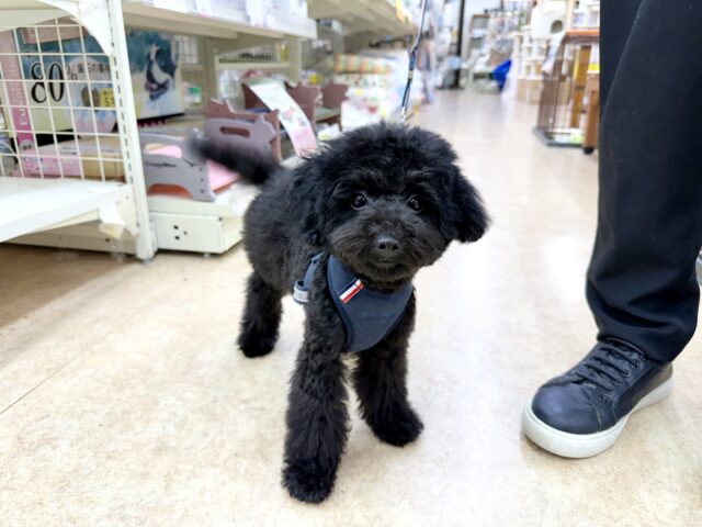 最新画像！トイプードル（ブラック）男の子♪真っ黒なこぐまさん🐻