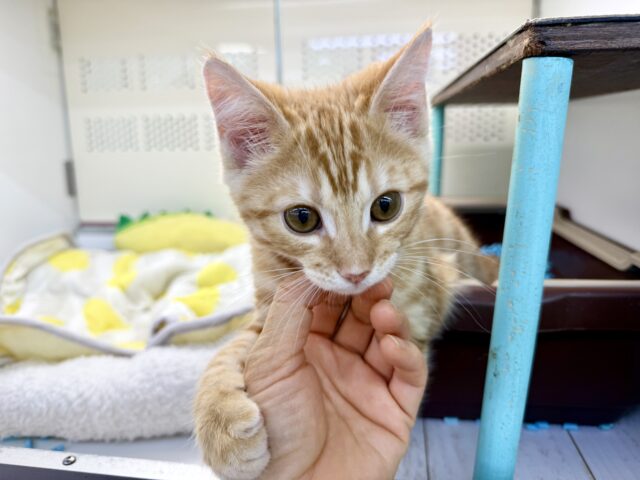 最新画像!ジェネッタ(レッド)男の子♫野生感たっぷり! ジェネッタ