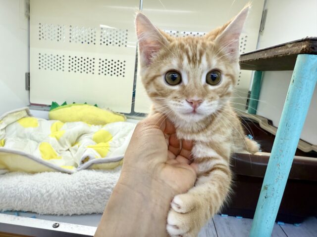 最新画像!ジェネッタ(レッド)男の子♫野生感たっぷり! ジェネッタ