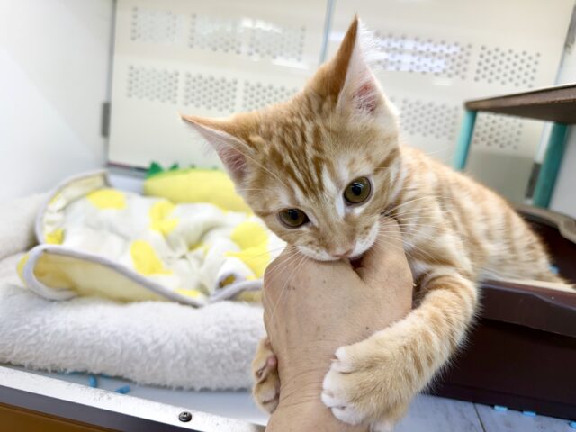 最新画像!ジェネッタ(レッド)男の子♫野生感たっぷり! ジェネッタ