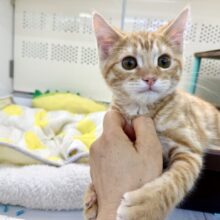 最新画像！ジェネッタ（レッド）男の子♫野生感たっぷり！