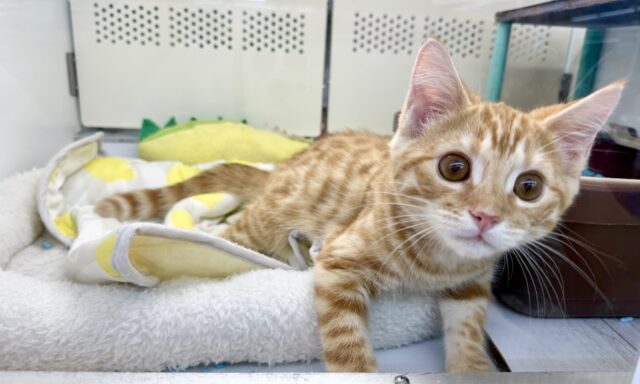 最新画像!ジェネッタ(レッド)男の子♫野生感たっぷり! ジェネッタ