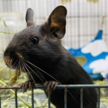カキカキできちゃうんです👉🩷美デグーさんのブラック！！