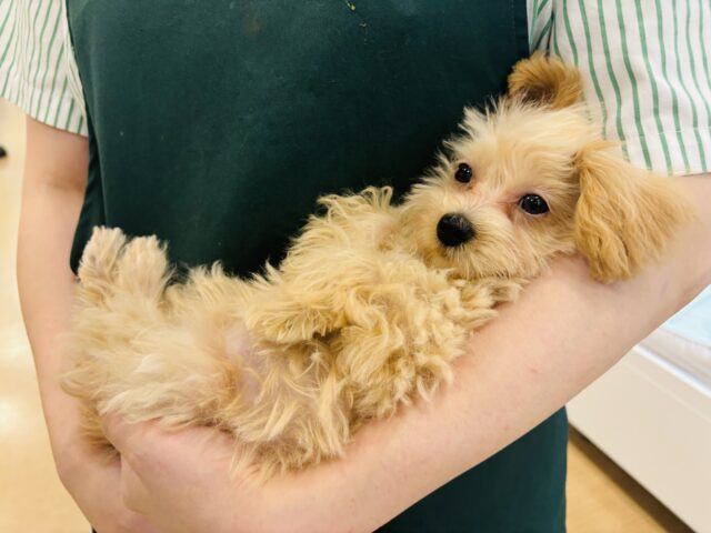 腕の中は私の特等席♥ミックス犬ちゃん(トイプードル×マルチーズ)