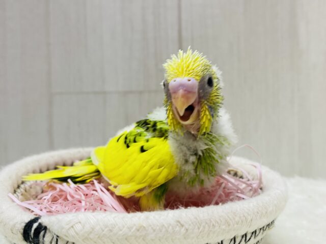 セキセイインコ