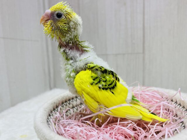 セキセイインコ