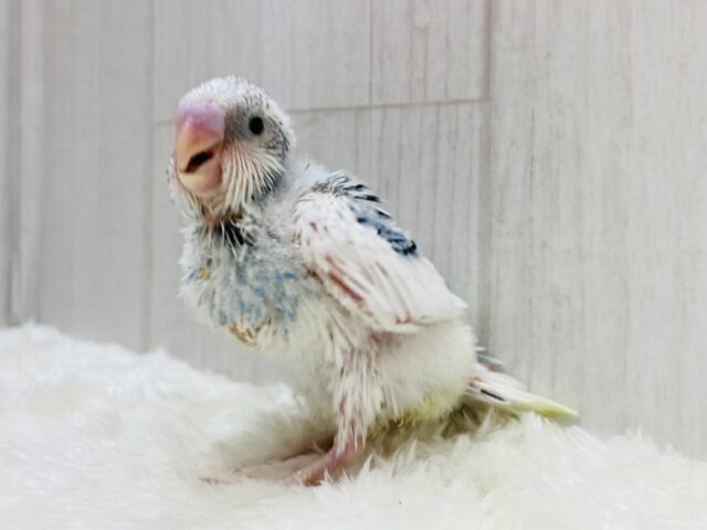 🌧️雲のようなﾜﾀﾜﾀに包まれたワタちゃん🩵セキセイインコのパイドカラー໒꒱