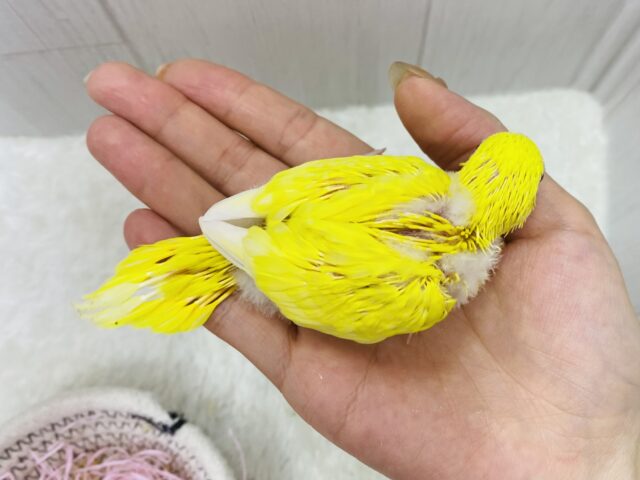 セキセイインコ