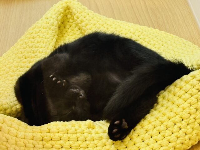 スコティッシュフォールド